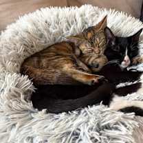 Thumbnail photo of Lola & Gemma #4