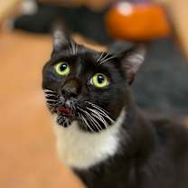 Thumbnail photo of Kermit #1