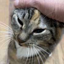 Thumbnail photo of Maxi #2