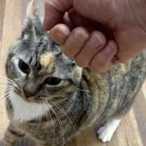 Thumbnail photo of Maxi #4