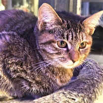 Thumbnail photo of lyriq #2