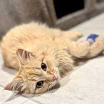 Thumbnail photo of Lord Fluffington I #2