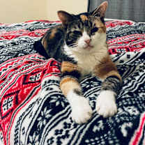 Thumbnail photo of Peanut #1