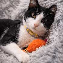 Thumbnail photo of Snoop Dog #4