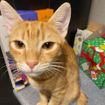 Thumbnail photo of Mango #1