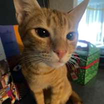 Thumbnail photo of Mango #4