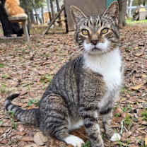 Thumbnail photo of Kitchi #1