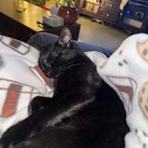 Thumbnail photo of Boo #3