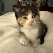 Thumbnail photo of Callie-No longer accepting apps #1