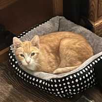 Thumbnail photo of Clawed #1