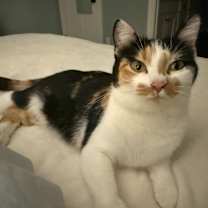 Thumbnail photo of Daisy #2