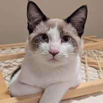 Thumbnail photo of Glyph / Gimel #2