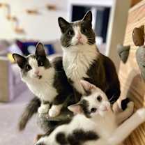 Thumbnail photo of Hershey / Snickers / Marshmallow #2