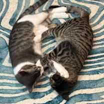 Thumbnail photo of Jackson / Alex #1