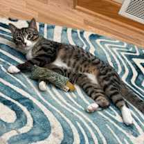 Thumbnail photo of Jackson / Alex #2