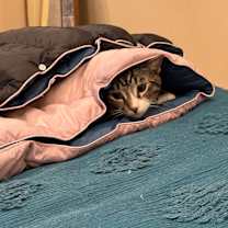 Thumbnail photo of Jackson / Alex #4