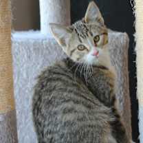 Thumbnail photo of Marzipan #4