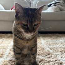 Thumbnail photo of Nala (FIV+) #4