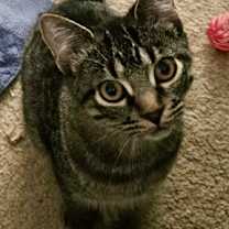 Thumbnail photo of Oberon / Nymphadora #1