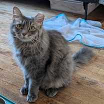 Thumbnail photo of Serenity #1