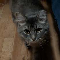 Thumbnail photo of Serenity #3