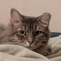 Thumbnail photo of Serenity #4