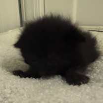 Thumbnail photo of Spooky #3