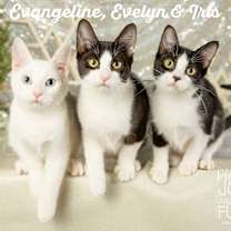 Thumbnail photo of Evangeline #1