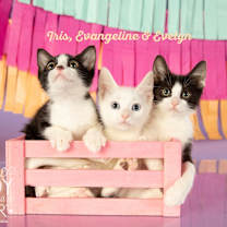 Thumbnail photo of Evangeline #4