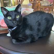 Thumbnail photo of Yoda #4