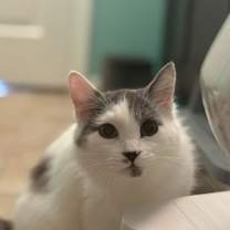 Thumbnail photo of Lilidh Silvermist #3