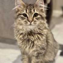 Thumbnail photo of Lord Fluffington II #3