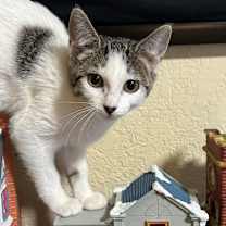 Thumbnail photo of Flip Flop #1