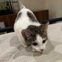 Thumbnail photo of Flip Flop #2