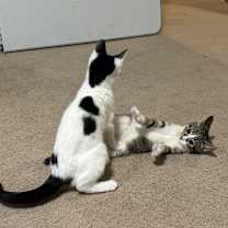 Thumbnail photo of Crocs #2