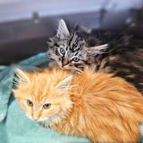 Thumbnail photo of Ivy  RC PetSmart #3