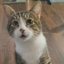 Thumbnail photo of Apollo #2