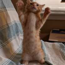 Thumbnail photo of Cloud #1