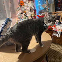 Thumbnail photo of Yo-yo #3