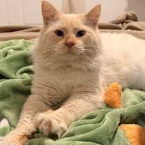 Thumbnail photo of Mozzarella #1