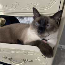 Thumbnail photo of Cream Puff FKA Barbara 1733 #1