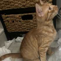 Thumbnail photo of Abel #1