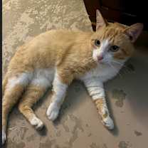 Thumbnail photo of Henry #4