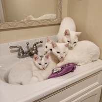 Thumbnail photo of Sugar Plum #4