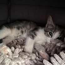 Thumbnail photo of Mantis #3