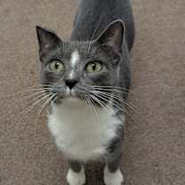 Thumbnail photo of Willow #1