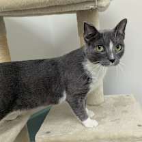 Thumbnail photo of Willow #3