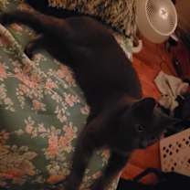 Thumbnail photo of Layla #1