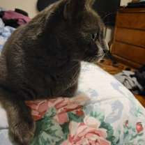 Thumbnail photo of Layla #3