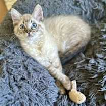 Thumbnail photo of Poppie #2